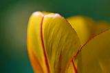 Tulip Closeup_48534
